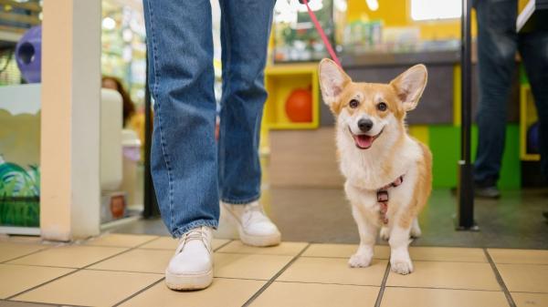 Adiós a esperar en la calle: la ley prohíbe dejar al perro atado solo en la puerta de los comercios (con multas de hasta 10.000 euros) - De 500 a 10.000 euros: el precio de dejar al perro atado “solo un momento”