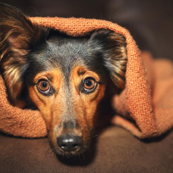 cuanto benadryl para un perro de 70 lb