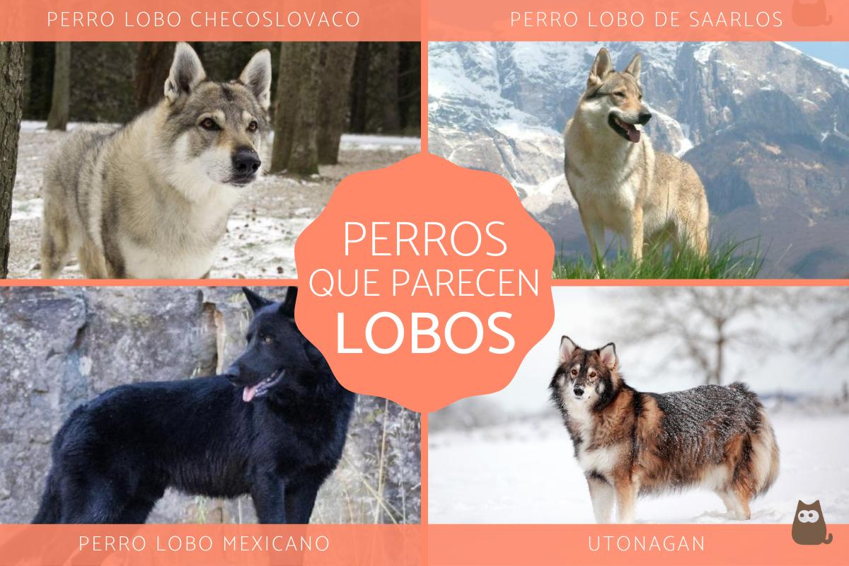 Razas de perros que parecen lobos