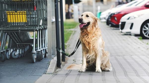 Adiós a esperar en la calle: la ley prohíbe dejar al perro atado solo en la puerta de los comercios (con multas de hasta 10.000 euros) - Sin supervisión, no hay espera: lo que dice la ley sobre los perros atados en la calle