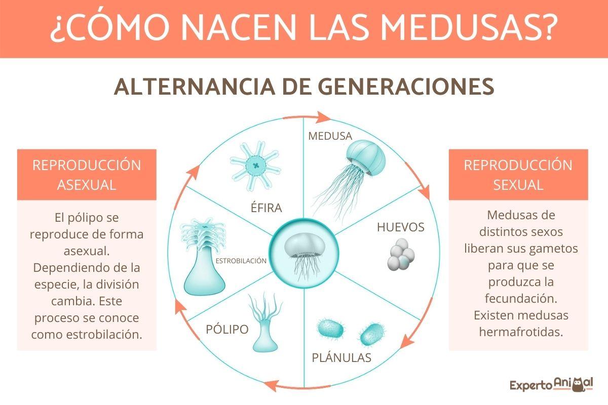 ¿Cómo nacen las medusas?