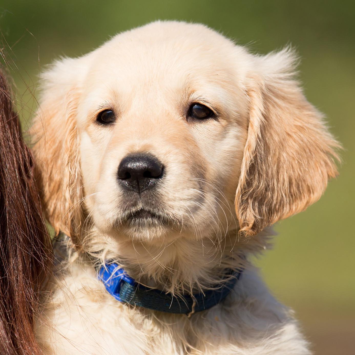 porque mi cachorro golden retriever gruñe