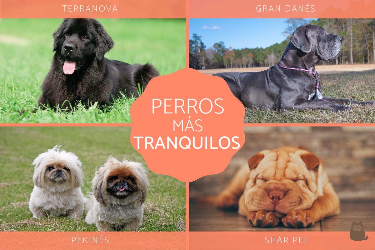 Las razas de perros más tranquilos