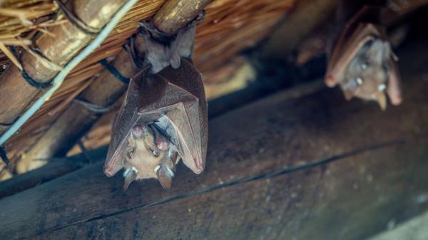 Los murciélagos no llegan a tu casa por casualidad: esto es lo que significa y qué deberías hacer - Las razones reales por las que los murciélagos eligen casas y otros edificios