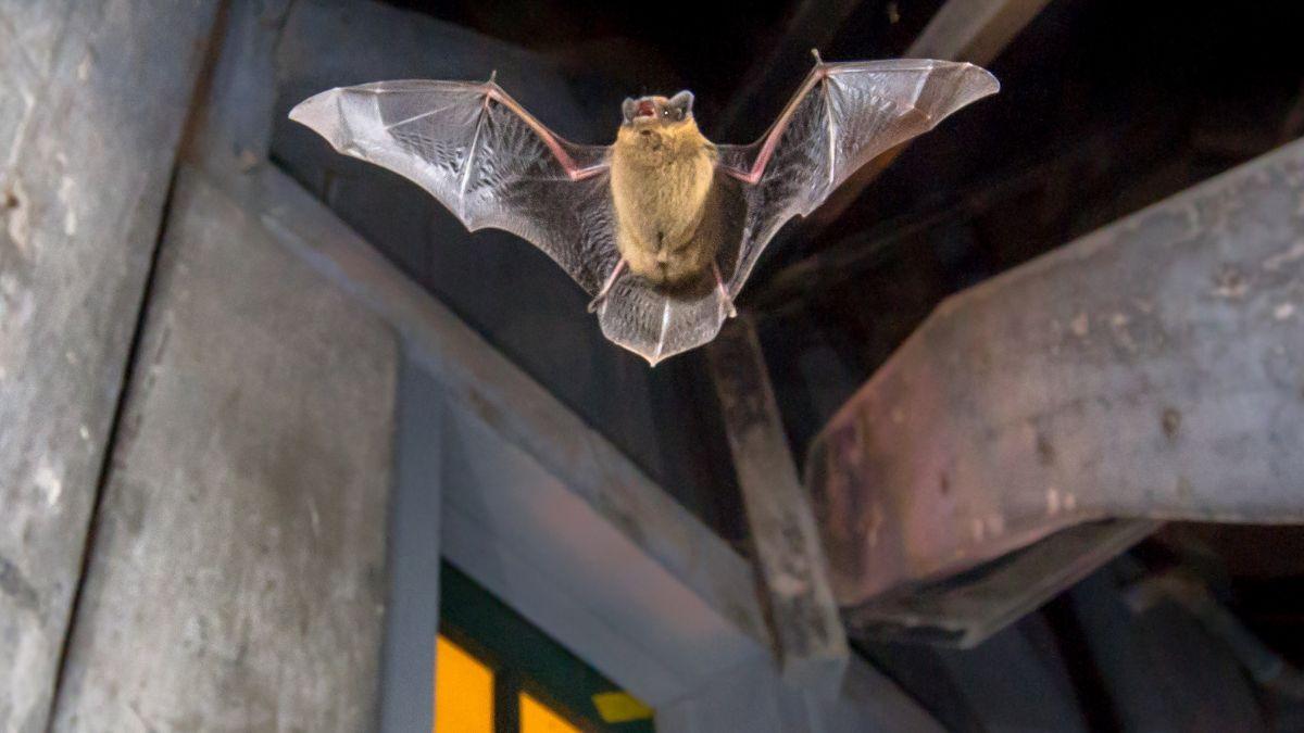 Los murciélagos no llegan a tu casa por casualidad: esto es lo que significa y qué deberías hacer