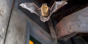Los murciélagos no llegan a tu casa por casualidad: esto es lo que significa y qué deberías hacer