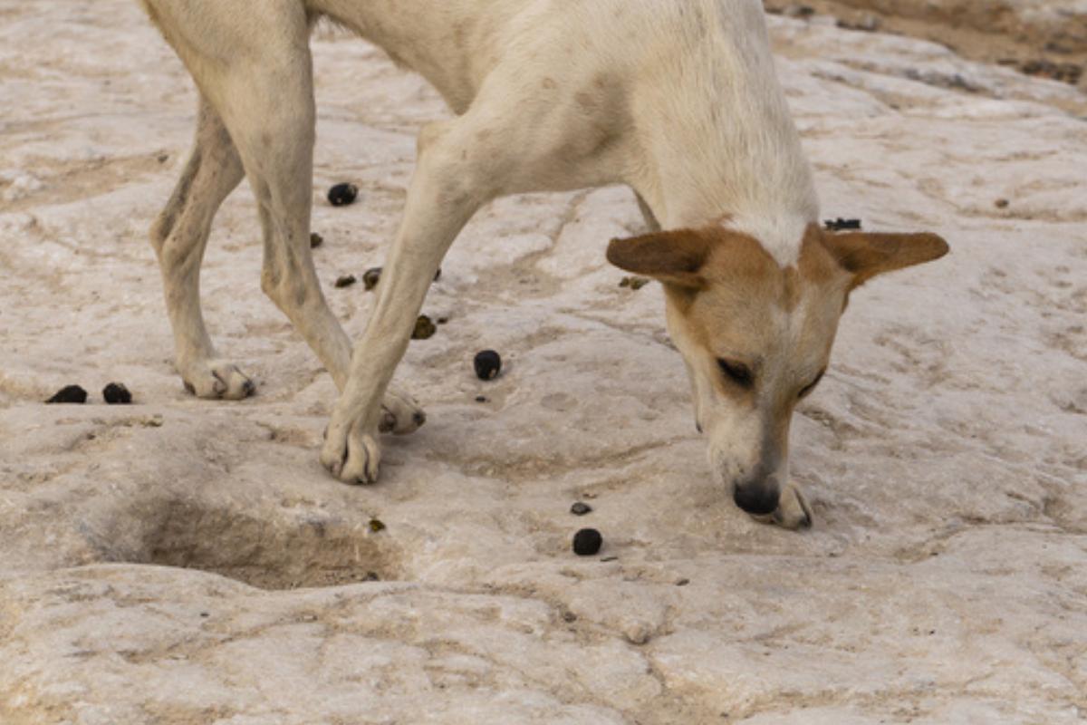 Mi perro come caca de gato - Causas y qué hacer