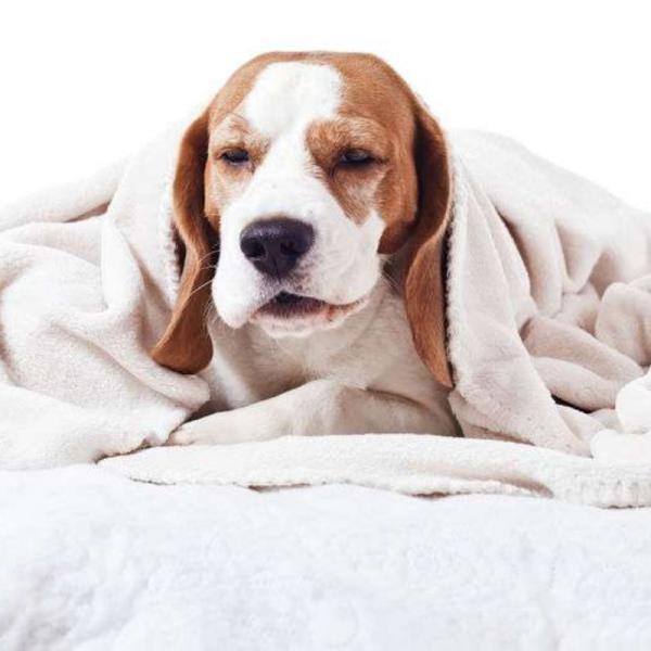 cómo ayudas a un perro que perdió la voz