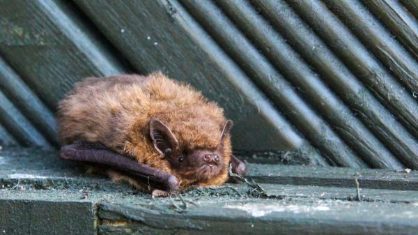 Los murciélagos no llegan a tu casa por casualidad: esto es lo que significa y qué deberías hacer - ¿Son peligrosos los murciélagos en casa? Lo que debes saber para no alarmarte