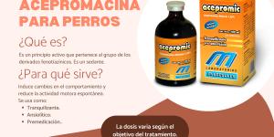 Acepromacina para perros: dosis y efectos secundarios