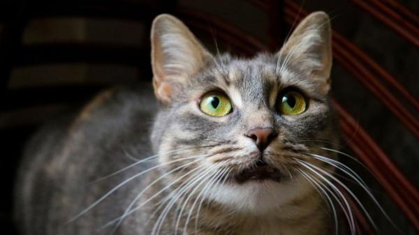 Los veterinarios advierten: si tu gato empieza a maullar mucho por la noche, podría ser un síntoma de demencia - Cómo la demencia afecta a la memoria y la orientación de los gatos