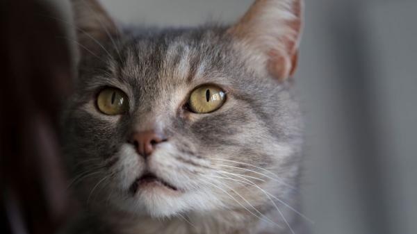 Los veterinarios advierten: si tu gato empieza a maullar mucho por la noche, podría ser un síntoma de demencia - Cuando lo que parecen manías pueden ser un signo de demencia felina