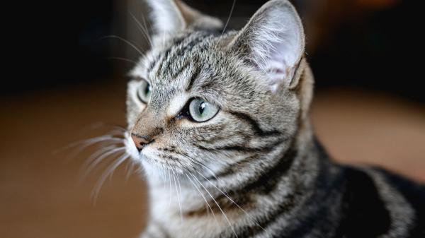 Los veterinarios advierten: si tu gato empieza a maullar mucho por la noche, podría ser un síntoma de demencia - La primera señal de alerta: el sueño se altera