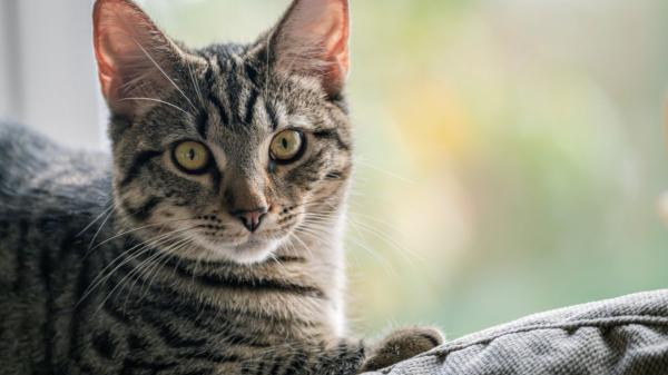 Los veterinarios advierten: si tu gato empieza a maullar mucho por la noche, podría ser un síntoma de demencia - Lo que la ciencia ha descubierto dentro del cerebro felino