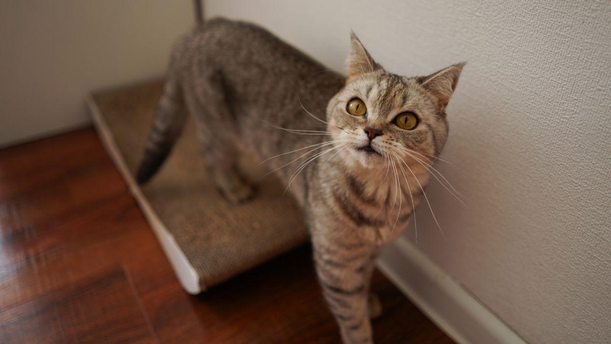 Los veterinarios advierten: si tu gato empieza a maullar mucho por la noche, podría ser un síntoma de demencia