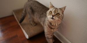 Los veterinarios advierten: si tu gato empieza a maullar mucho por la noche, podría ser un síntoma de demencia