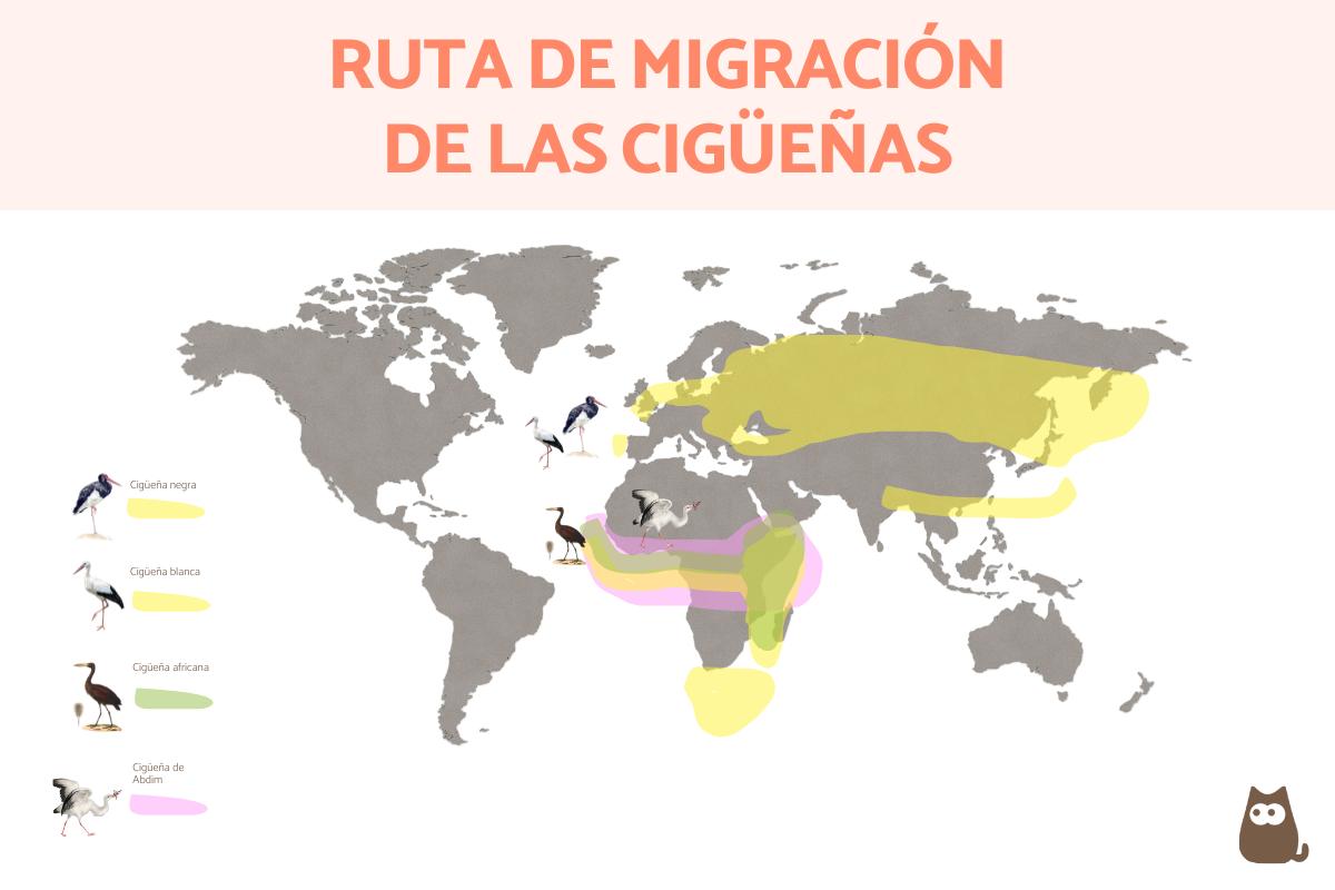 Migración de las cigüeñas: ruta y época