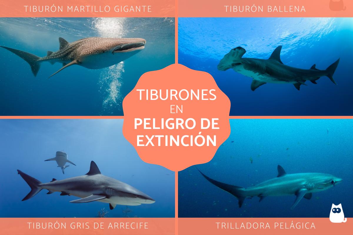 Tiburones en peligro de extinción
