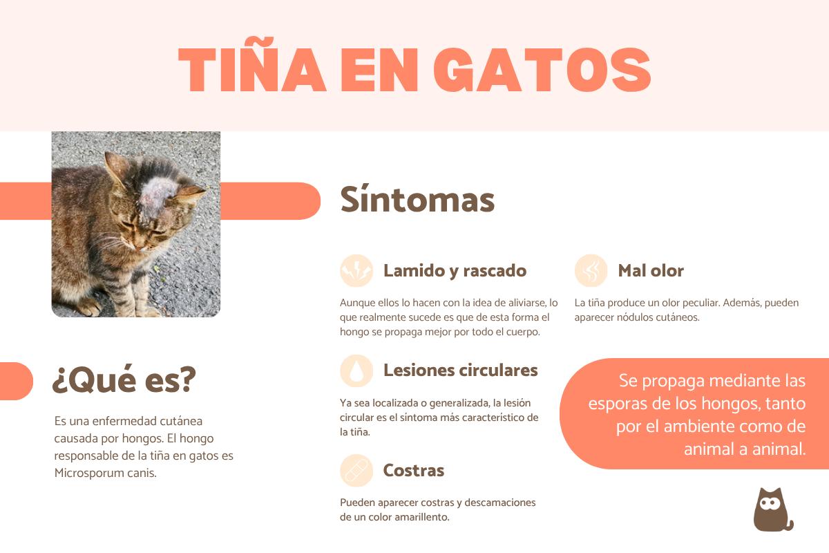 Tiña en gatos: síntomas, contagio y tratamiento