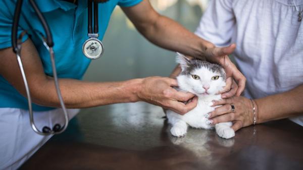 Los veterinarios advierten: si tu gato empieza a maullar mucho por la noche, podría ser un síntoma de demencia - Una enfermedad que los tutores suelen notar, pero no siempre mencionan