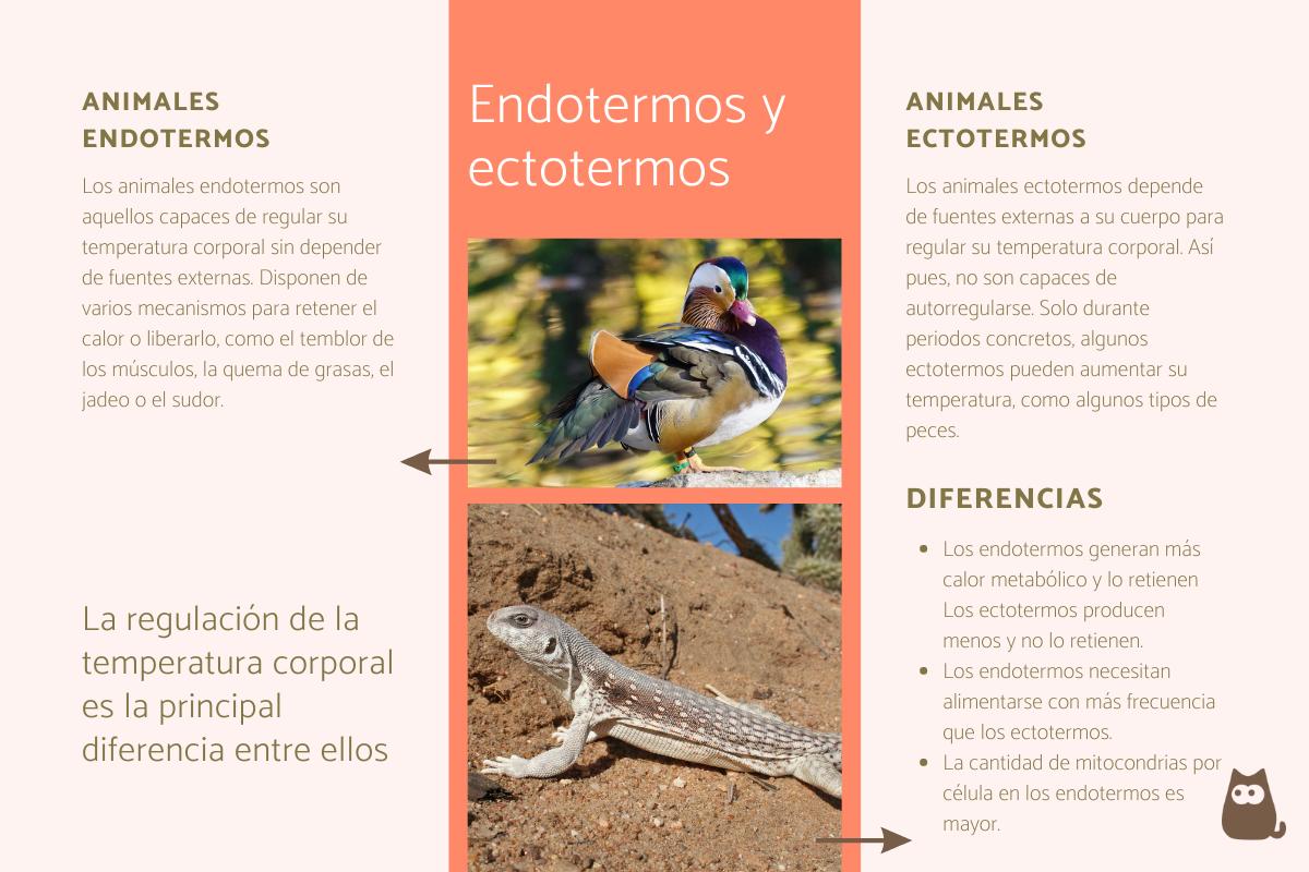 Animales endotermos y ectotermos