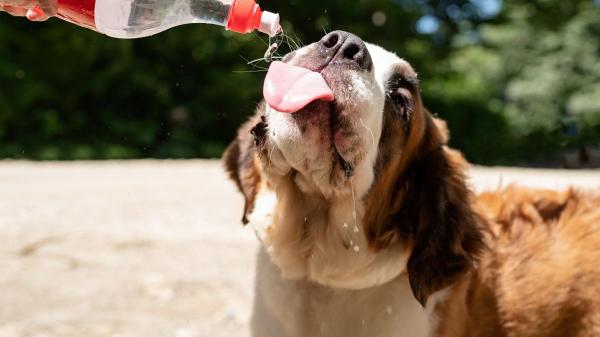 Ni 25 ni 28 grados: la temperatura a la que los perros comienzan a pasar calor - Los 26 ºC marcan el punto en el que muchos perros empiezan a sufrir el calor