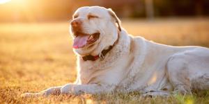 Ni 25 ni 28 grados: la temperatura a la que los perros comienzan a pasar calor