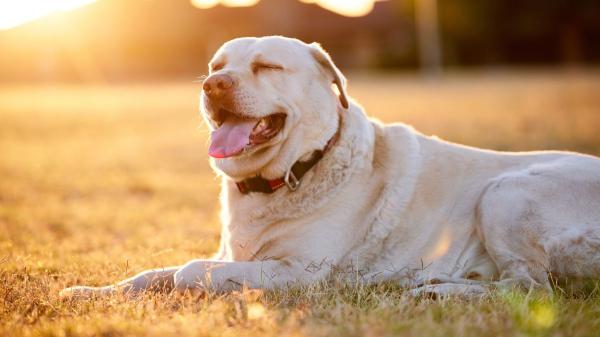 Ni 25 ni 28 grados: la temperatura a la que los perros comienzan a pasar calor