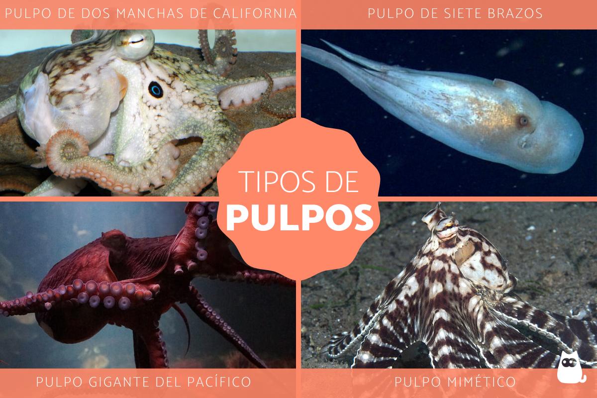Tipos de pulpos - Nombres y fotos