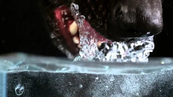 cuanta agua necesita un perro al dia