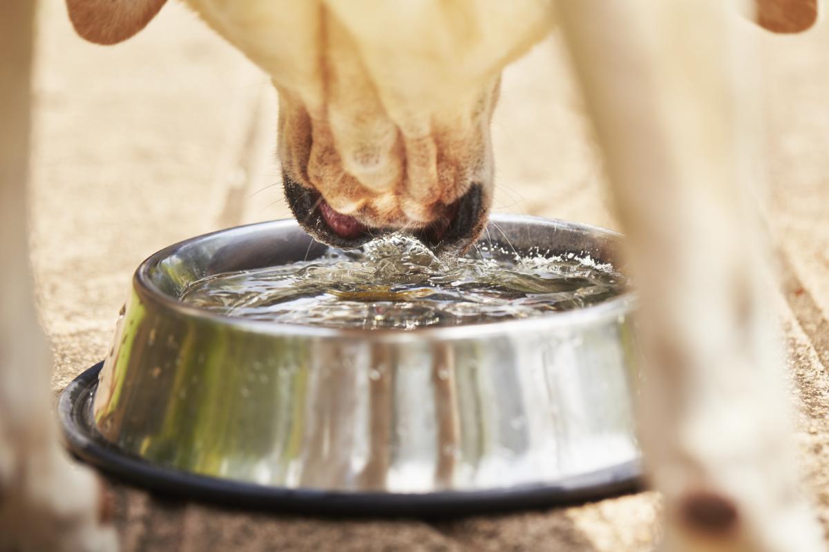 ¿Cuánta agua debe beber un perro al día?