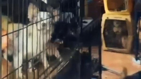 Un pueblo de Alicante de 300 habitantes pide ayuda urgente para rescatar a 116 perros de una finca: “No tenemos veterinario ni medios” - Enfermedades y estrés: los problemas que pueden haber detrás de los 116 perros encontrados