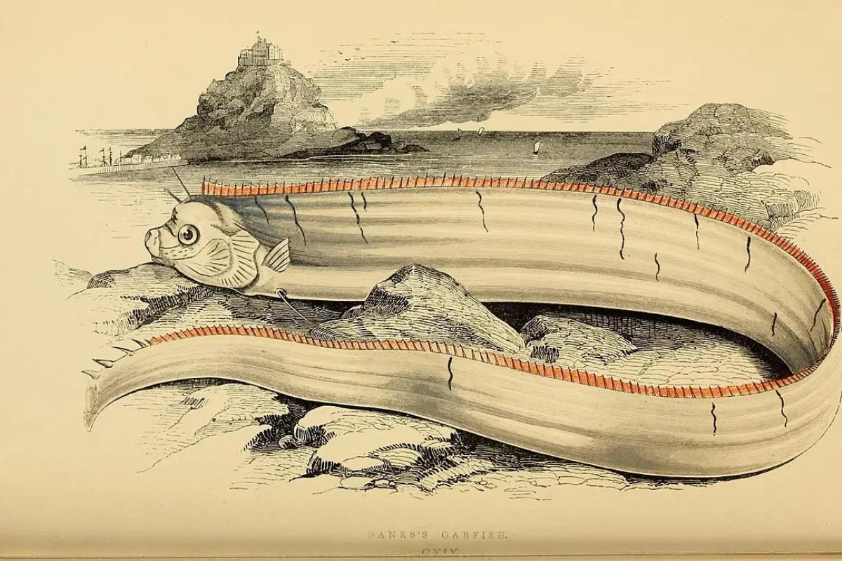 Leyenda del pez remo