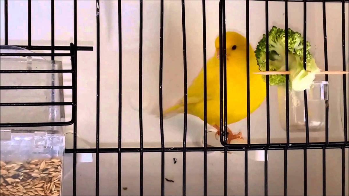 Propiedades del brócoli para los canarios