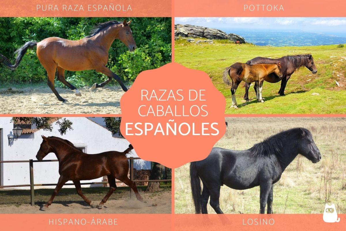 Razas de caballos españoles