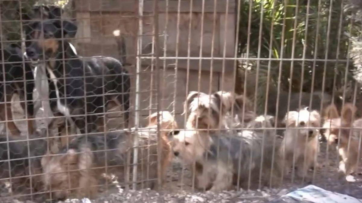 Un pueblo de Alicante de 300 habitantes pide ayuda urgente para rescatar a 116 perros de una finca: “No tenemos veterinario ni medios”