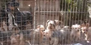 Un pueblo de Alicante de 300 habitantes pide ayuda urgente para rescatar a 116 perros de una finca: “No tenemos veterinario ni medios”