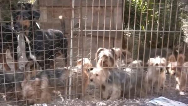 Un pueblo de Alicante de 300 habitantes pide ayuda urgente para rescatar a 116 perros de una finca: “No tenemos veterinario ni medios”