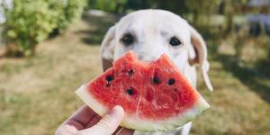 Antes de compartir sandía con tu perro, conviene retirar esta parte que puede causarle problemas