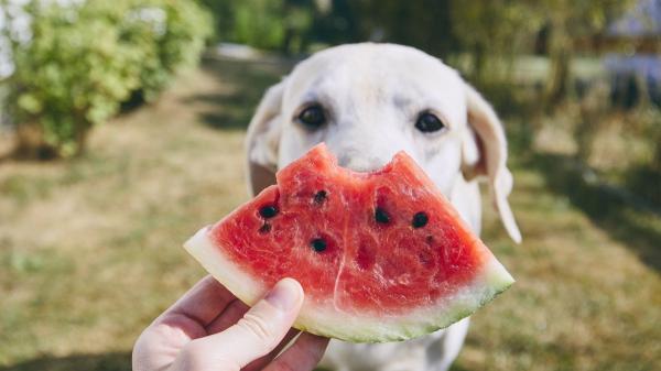 Antes de compartir sandía con tu perro, conviene retirar esta parte que puede causarle problemas