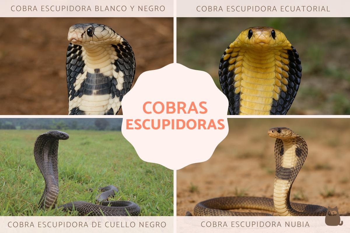Cobra escupidora: tipos, hábitat y alimentación