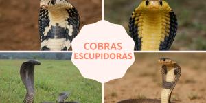 Cobra escupidora: tipos, hábitat y alimentación