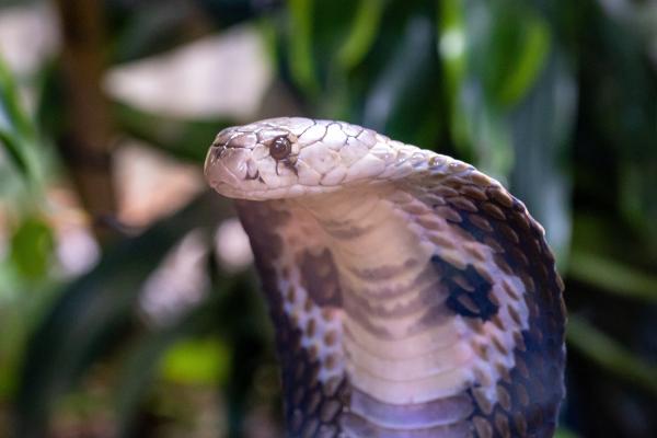 Cobra escupidora: tipos, hábitat y alimentación - ¿Cómo es la cobra escupidora?