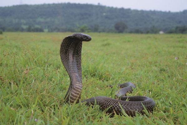 Cobra escupidora: tipos, hábitat y alimentación - ¿Dónde habita la cobra escupidora?