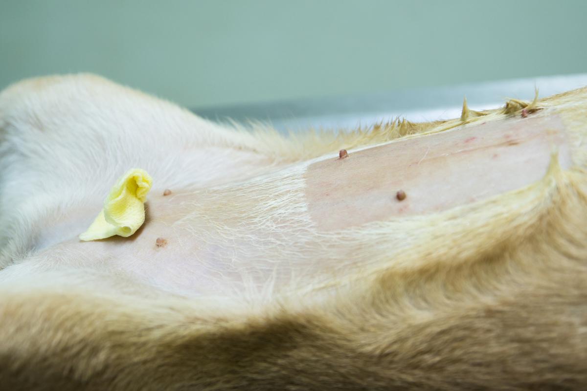 ¿Es obligatorio castrar a los perros?