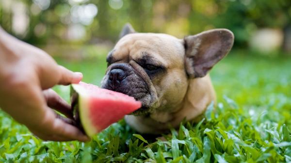 Antes de compartir sandía con tu perro, conviene retirar esta parte que puede causarle problemas - La forma correcta de ofrecer la pulpa de la sandía a tu perro