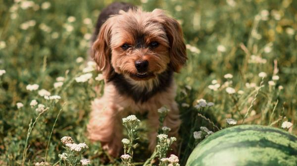 Antes de compartir sandía con tu perro, conviene retirar esta parte que puede causarle problemas - Los expertos avisan: la sandía es muy buena para tu perro, pero cuidado con las pepitas y la cáscara