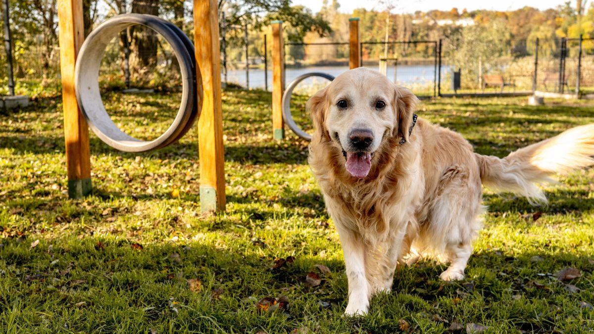 Barcelona invierte más de 3 millones de euros en renovar 12 áreas para perros: estos son los parques elegidos