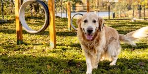 Barcelona invierte más de 3 millones de euros en renovar 12 áreas para perros: estos son los parques elegidos