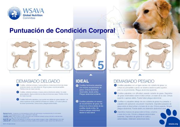 ¿Cuánto pesa un pitbull? - ¿Cuánto pesa un pitbull adulto?